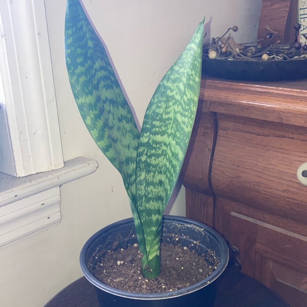 Baby snake plant